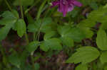 European columbine